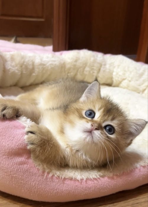 Шикарний хлопчик золота шиншила