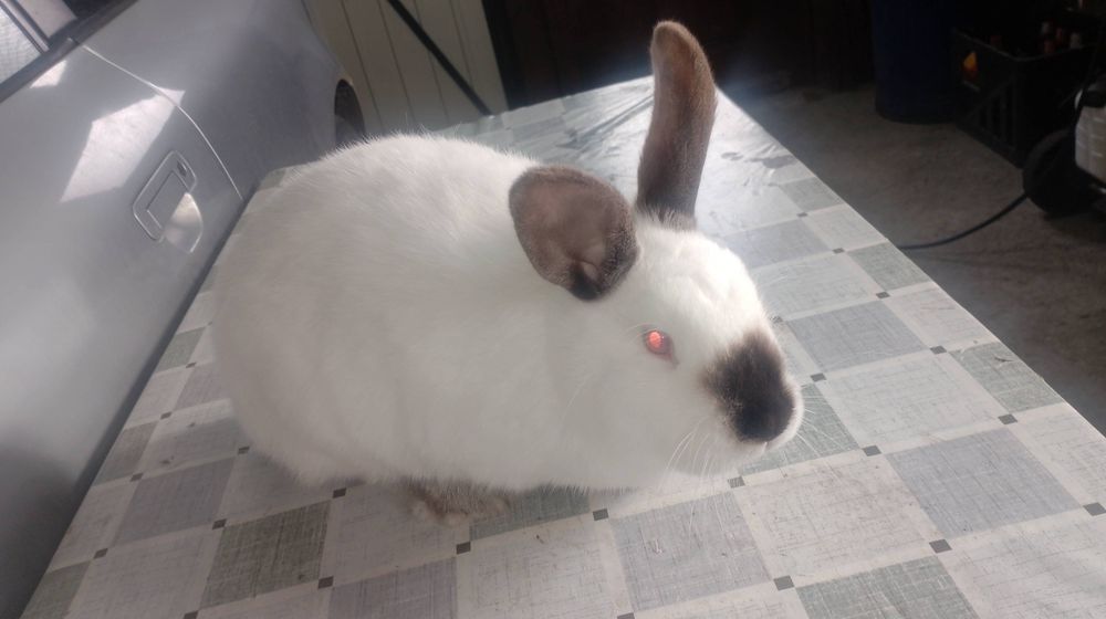 Samica Kalifornia Hawana polecam