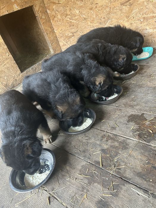 Німецька вівчарка