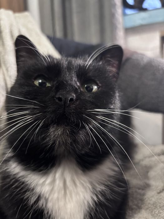 ‼️ Кішка у добрі руки ‼️