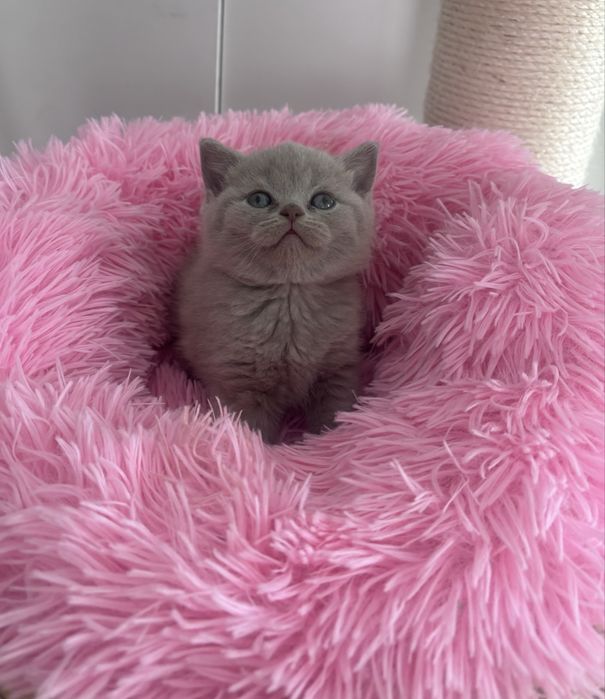 Koty brytyjskie niebieskie