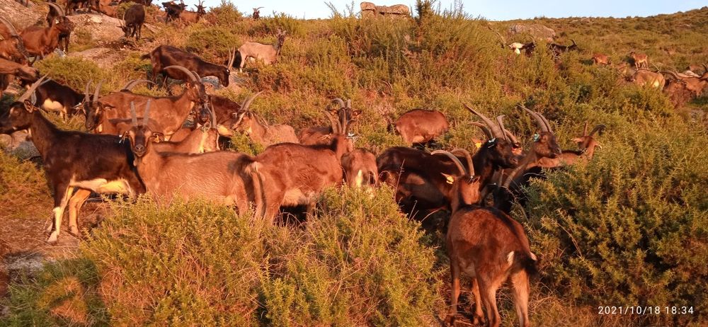 Vendo 50 cabras de raça bravia