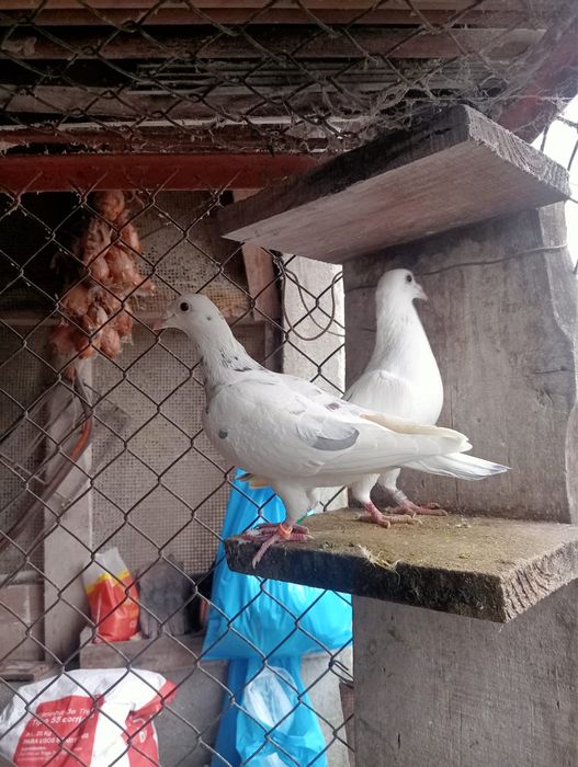 Pombos Correios em Braga