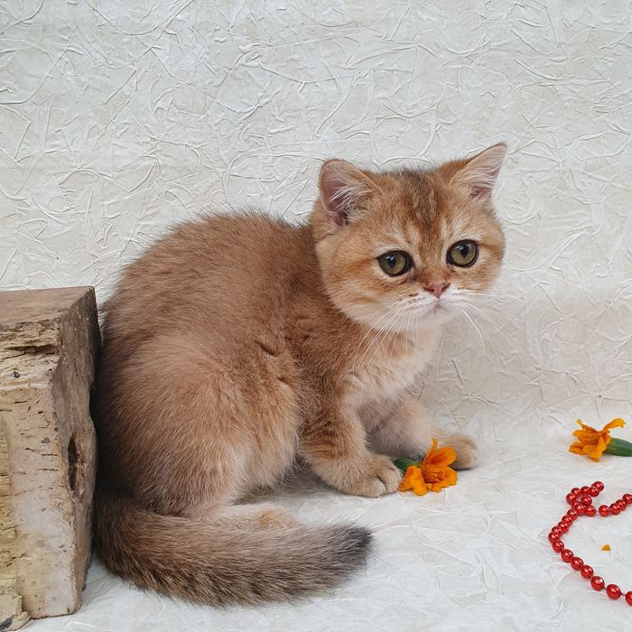Котик британец тикированного окраса. Котята радость в дом Киев