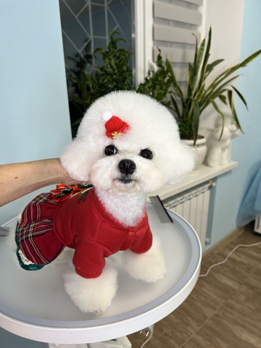 Продам міні бішон хлопчик