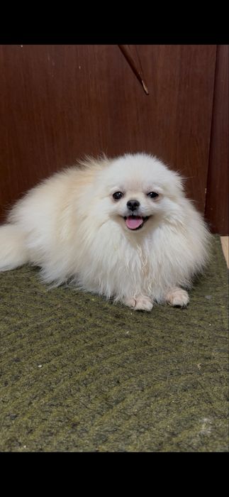 Сімпатюля. Дівчинка.