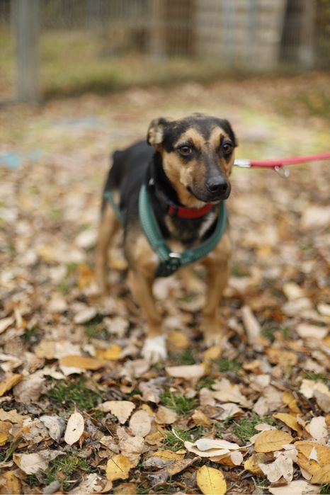 4-letni pies do adopcji