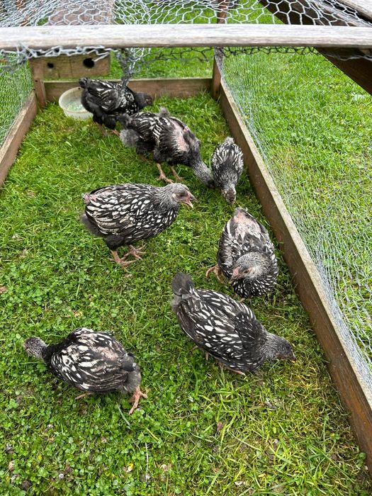 Blandewery wandoty srebrouskowane