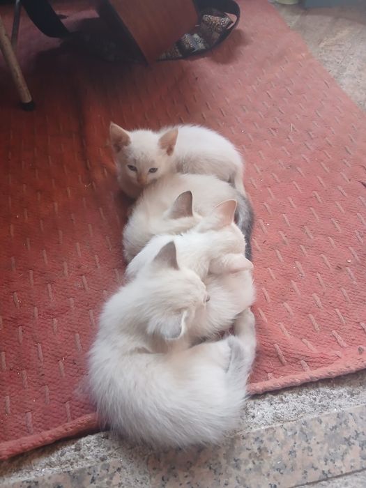 Gatinhas para adoção consciente