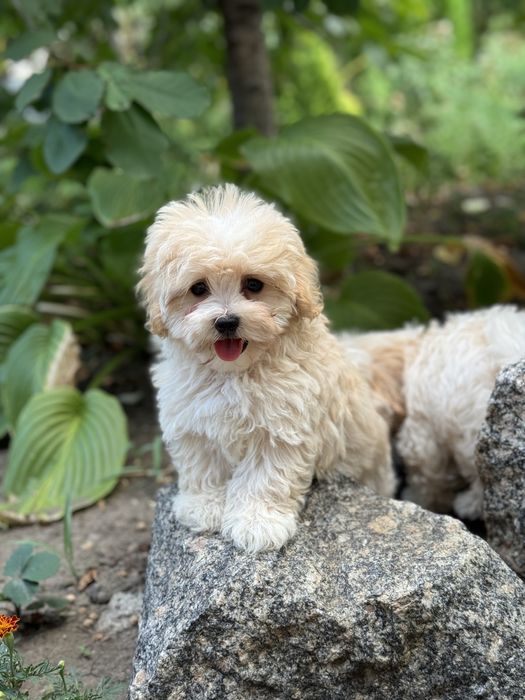 Мальтіпу хлопчик в типажі тедді