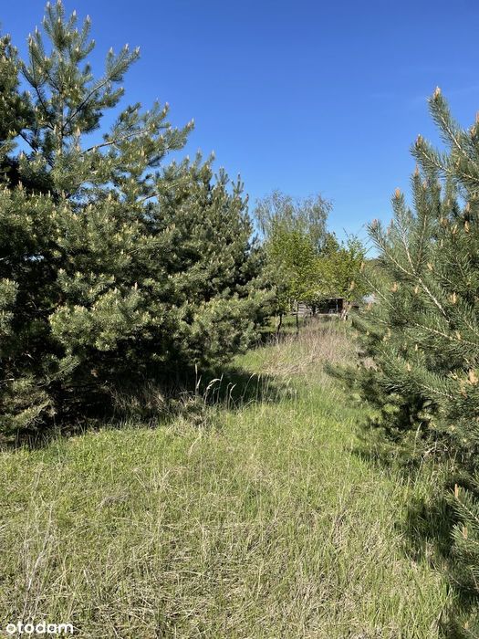 399k do 15.07! Rezydencjonalne 3273 m² | Grzebienisko | Las - Widok 5