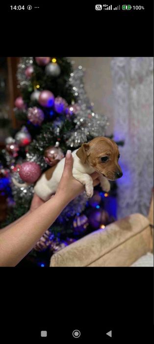 Джек-Расел тер'єр дівчата