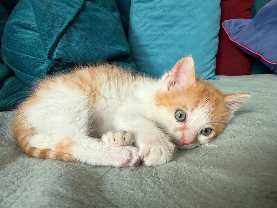 Rude kociaki (kocurki) szukają domu razem lub osobno