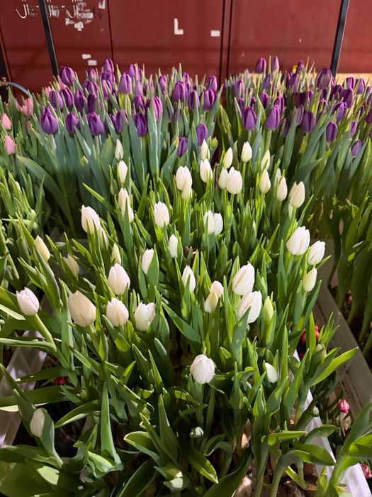 Тюльпани до 8 березня опт, український та голландський тюльпан