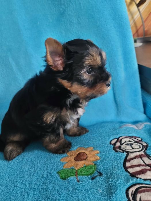 Yorkshire Terrier