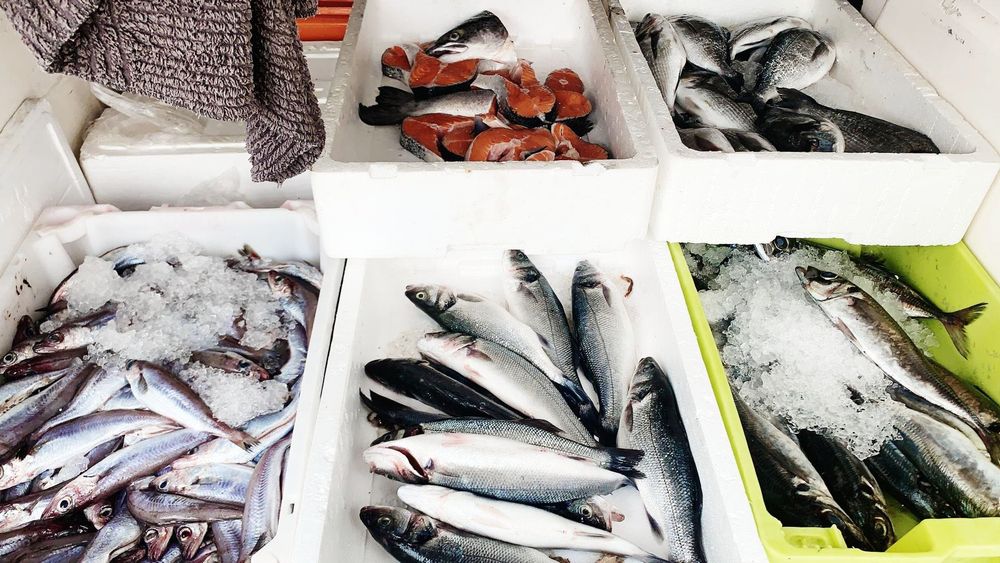 Venda de Negócio de venda peixe ambulante