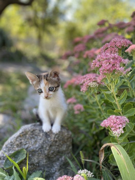Котята бесплатно