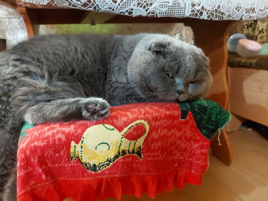 Животные Отдам  кот