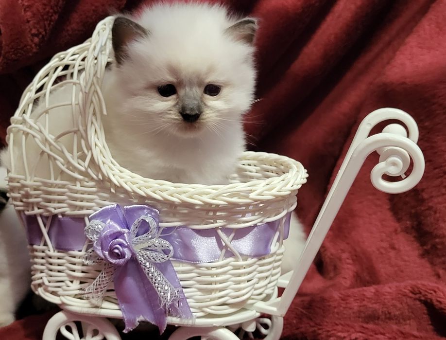 Ragdoll kocurek seal mitted