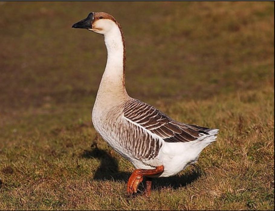 Sprzedam gęsi garbanose