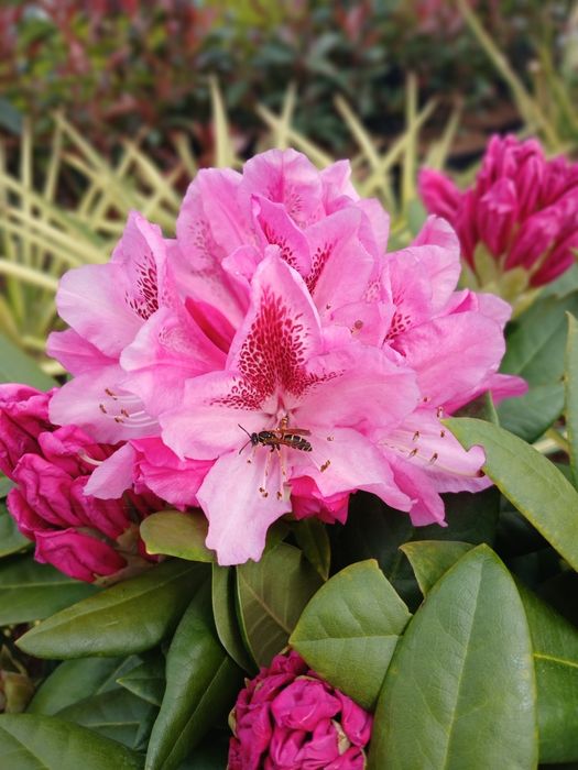 Rododendron  casmpolitan