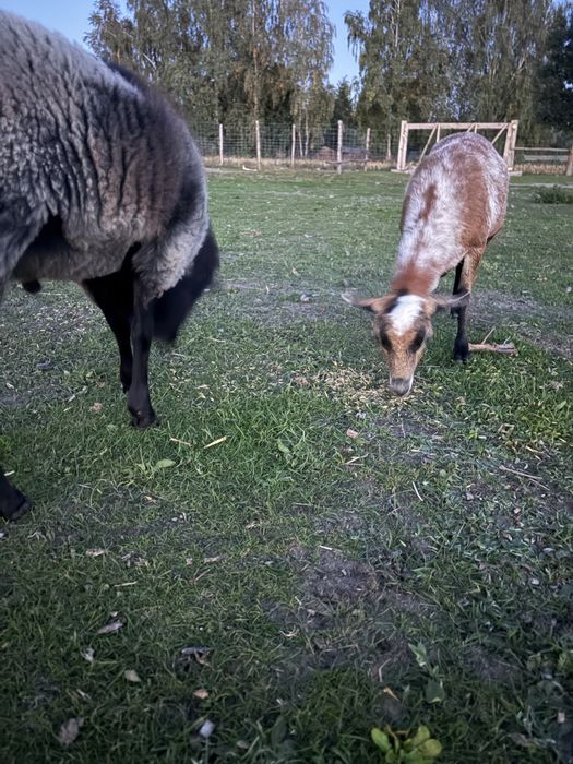 Owce i baranek na sprzedaż