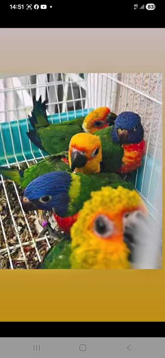 Varias aves disponível