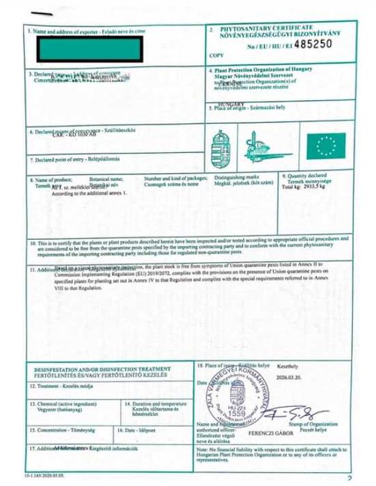 Оливкове дерево «Європейська Арбекіна» (Olea europaea Arbequina) «Spanish Premium» — Вік 25-30 років