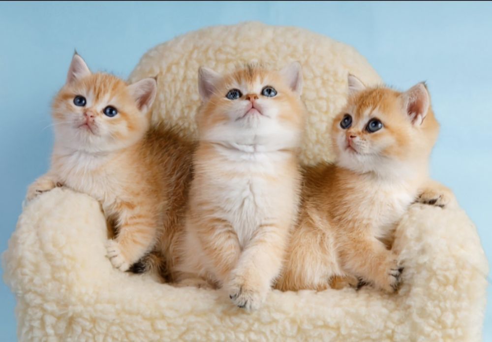 Золотая шиншилла девочки и мальчик