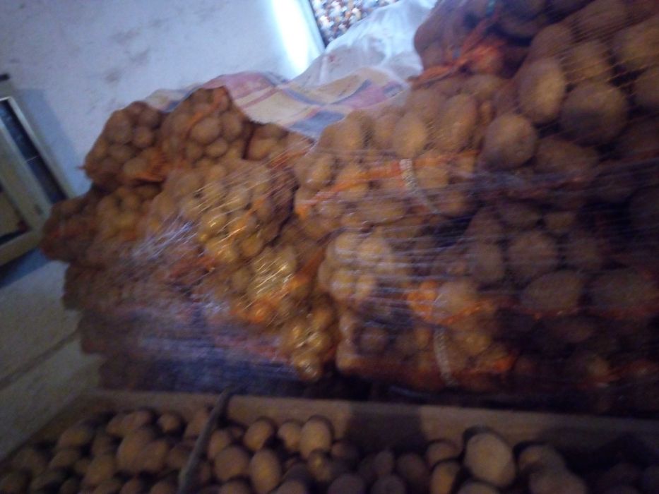 Ziemniaki jadalne  bellarosa vineta pakowane po 15 kg