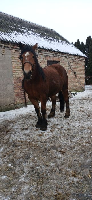 Sprzedam dwie  zrebice