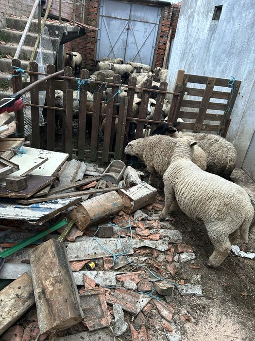 Animais de quinta buregos