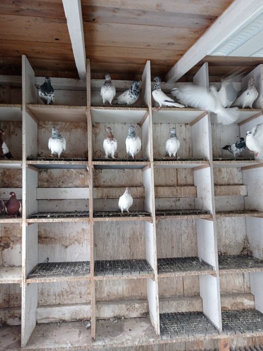 Budapeszt gołębie ozdobne budapeszty