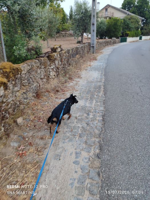 Pet Sitting em Silvã de Cima e Viseu