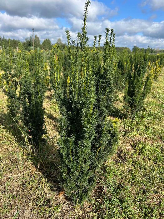 Cis HICKSII 100/130cm