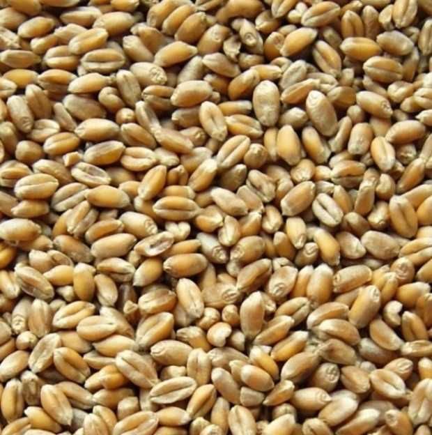 Pszenica workowana 2025