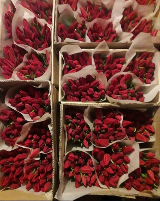 Квіти тюльпани опт до 8 березня