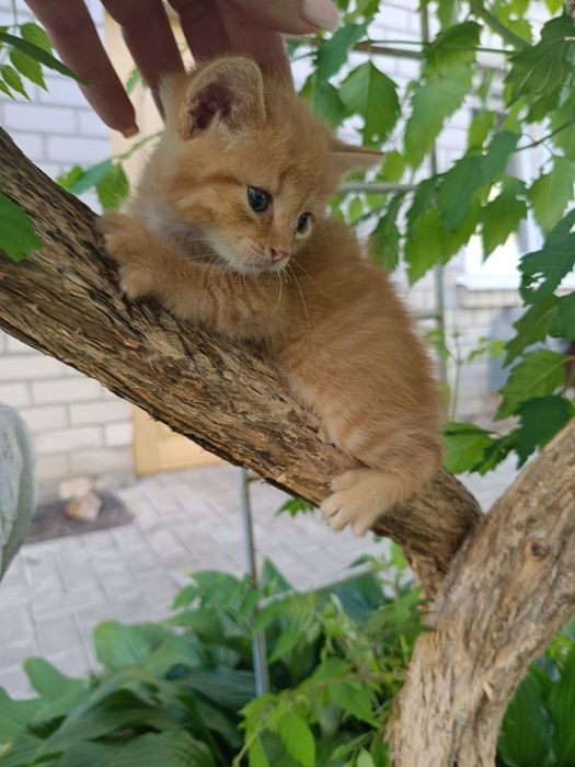 Шукаємо найкращу родину для маленьких кошенят