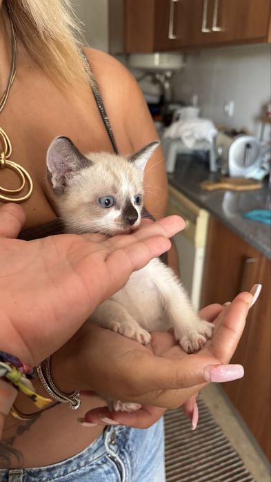gatinho siames bebe