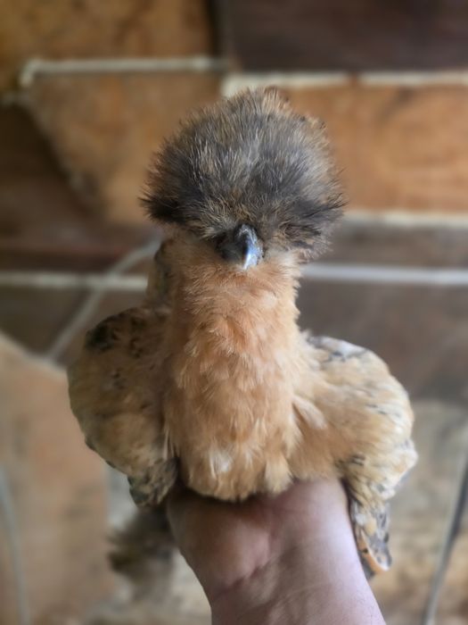 Kura kury silki naturalne ekologiczne silki USA silki jedwabiste