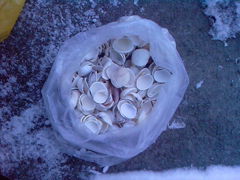 Продам морские ракушки.