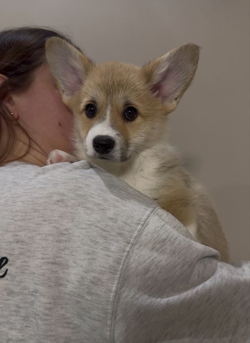 Дівчинка і хлопчики вельш корг