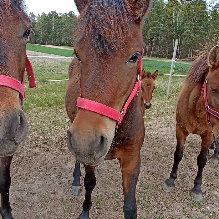 Konie huculskie na sprzedaż