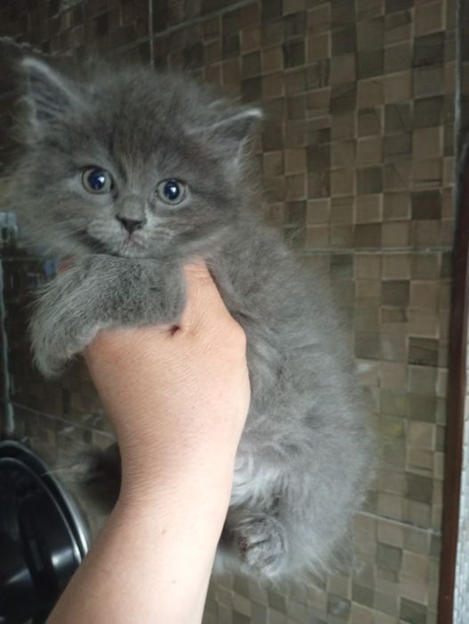 Котята Сибирские