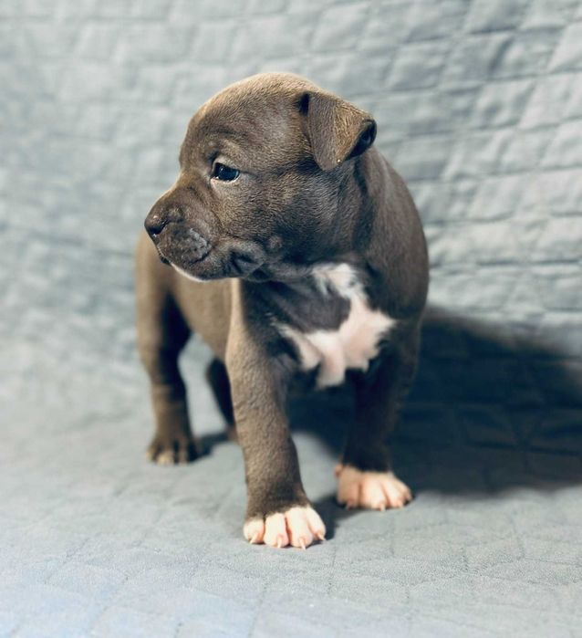 Цуценя АСТ АМСТАФ/ Щенок АМСТАФ АСТ стаффордширский терьер