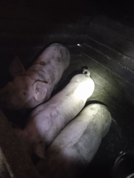 Продам свині живою вагою