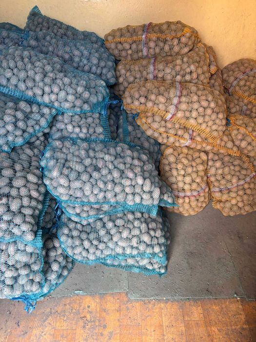 Sadzeniaki Red Sonia i Bellarosa ziemniaki ziemniak sadzeniak czerwone