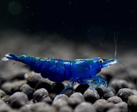 Camarões azuis - aquário agua quente