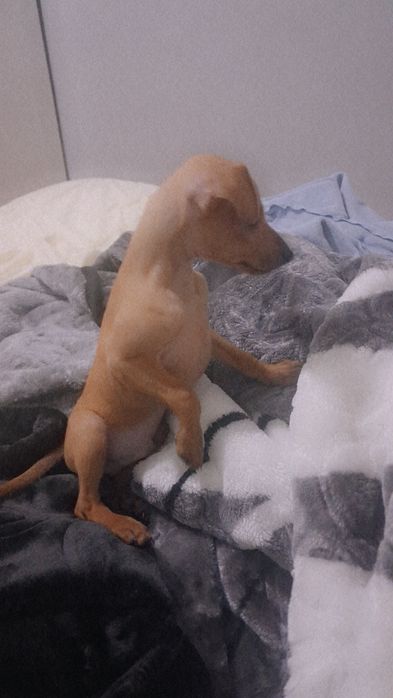 Procura uma nova familia