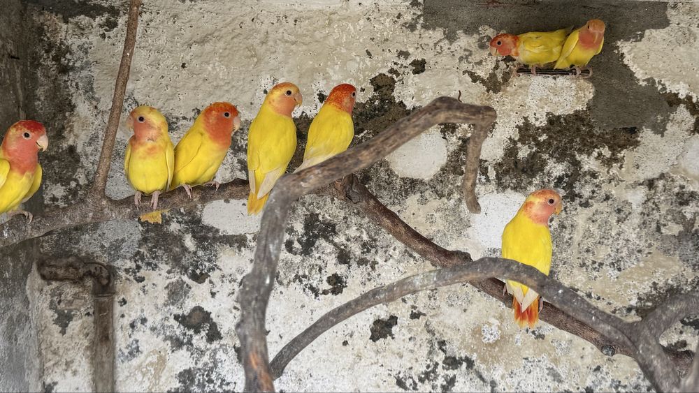 Vende-se roseicollis